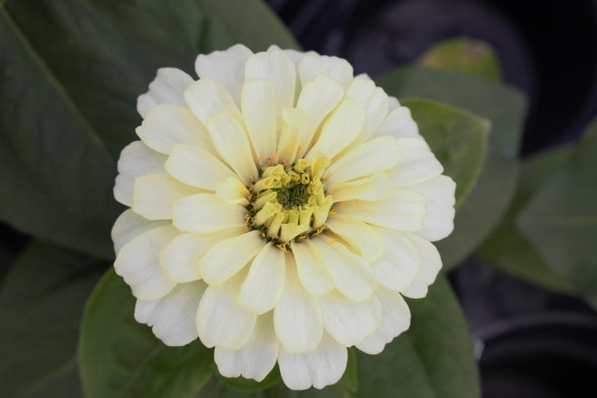 Magellan Ivory Zinnia