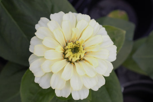 Magellan Ivory Zinnia