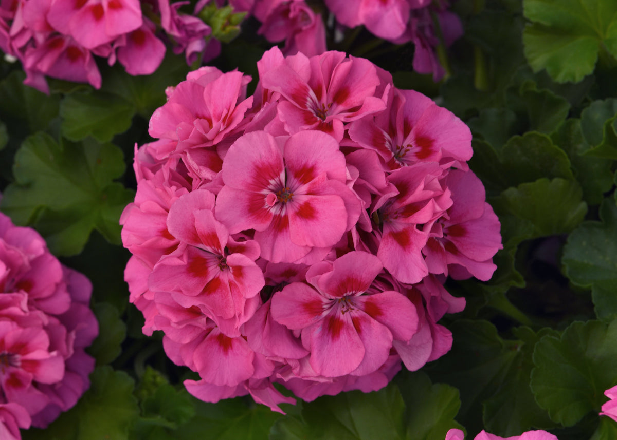 Geranium Pink Flare