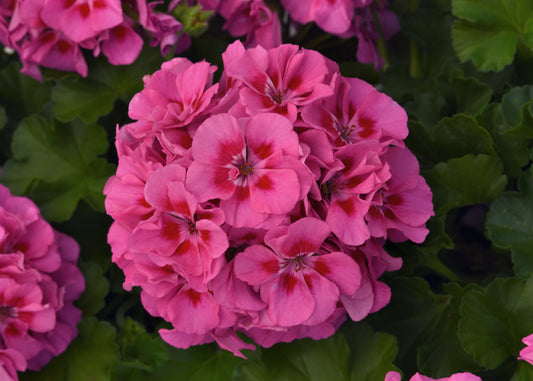 Geranium Pink Flare