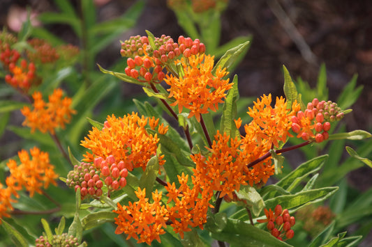 Butterfly Weed