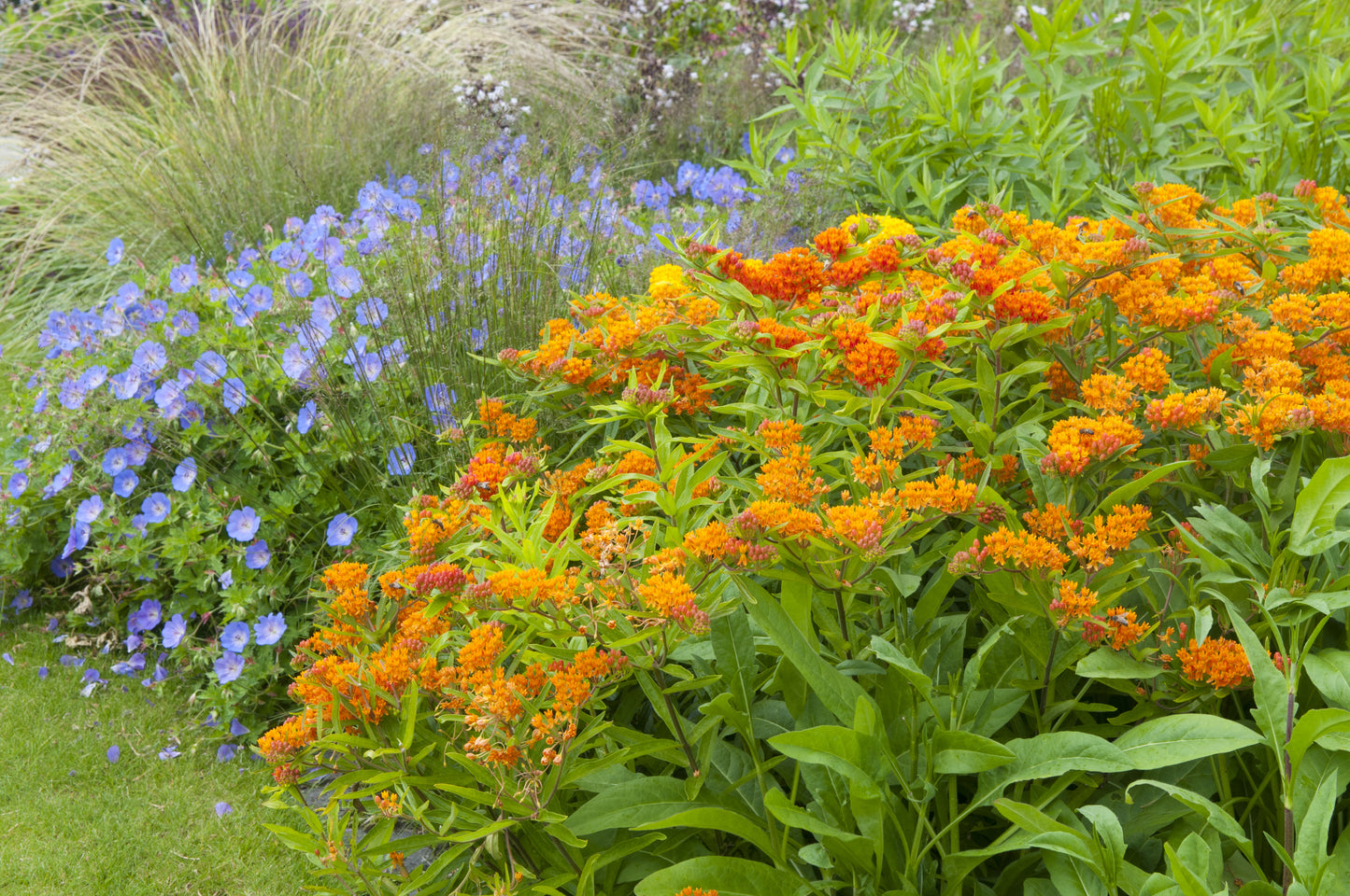 Butterfly Weed