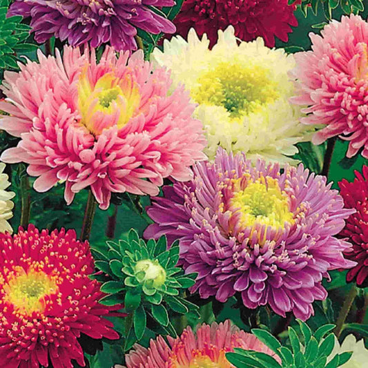 Aster Early Charm Seeds