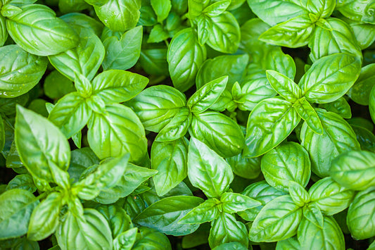 Large Leafs Basil