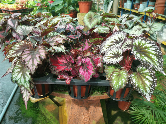 Rex Begonias
