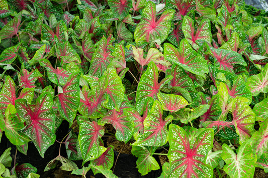 Caladium Party 5"