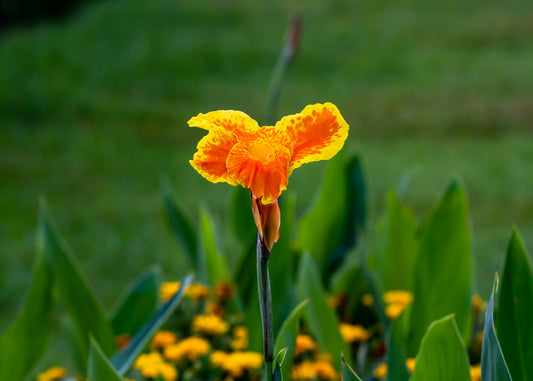 Greenleaved Lucifer Canna