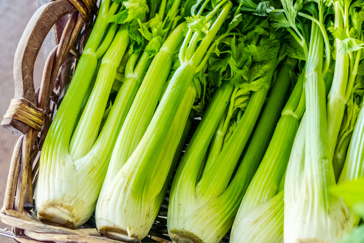 Tango Celery