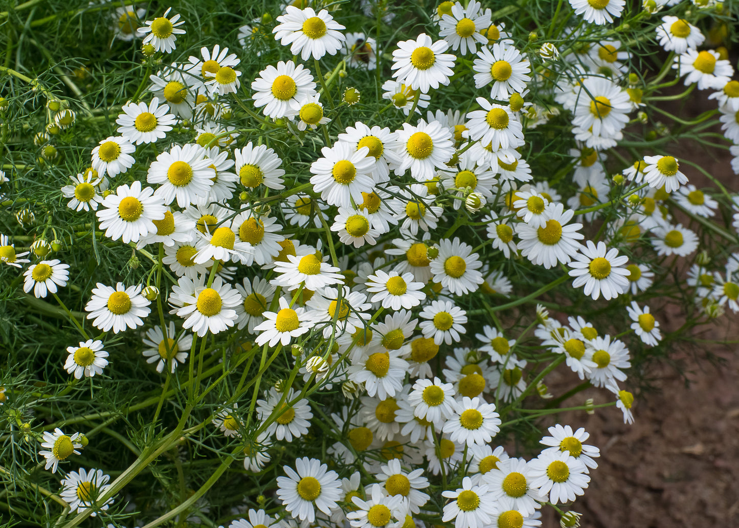 German Chamomile
