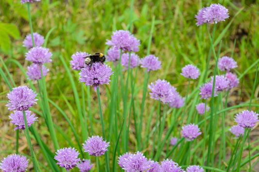 Chives