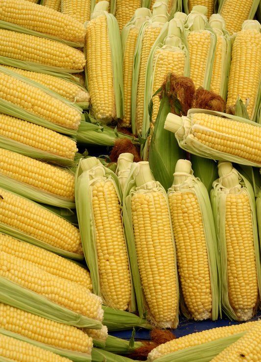 Sweet Corn