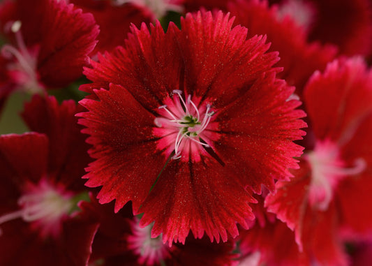 Floral Lace Crimson Dianthus