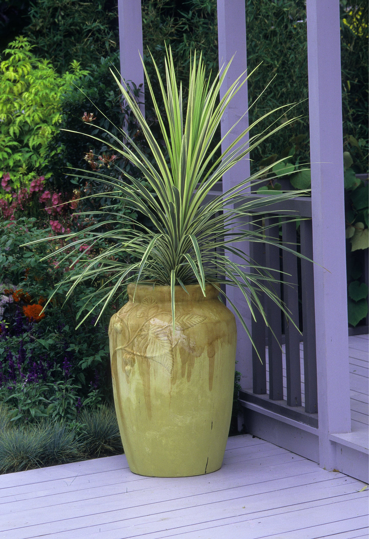 Dracaena Spikes