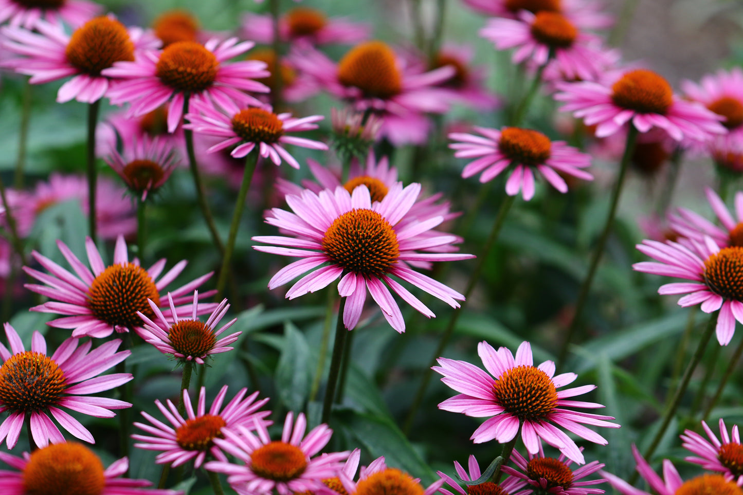 Canadian Beauties - Purple Coneflower