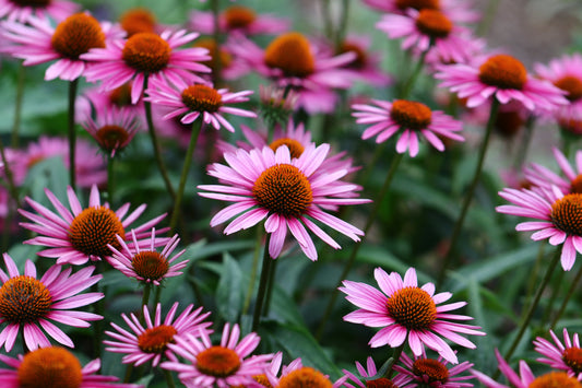 Canadian Beauties - Purple Coneflower