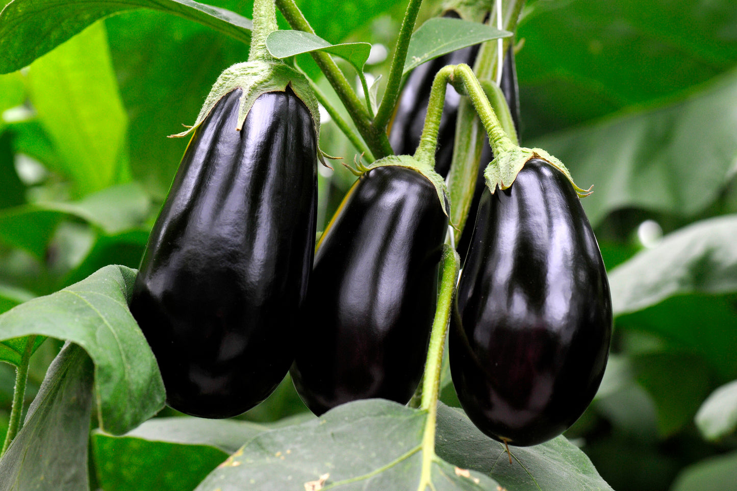 Eggplant Planter