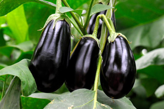 Eggplant Planter
