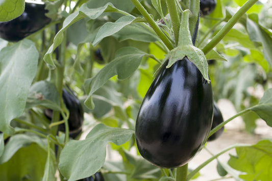 Black Beauty Eggplant