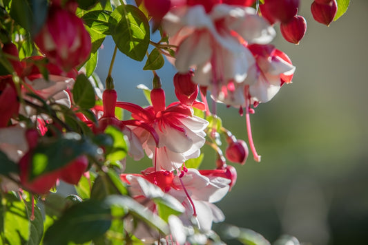 White Swingtime Fuchsia