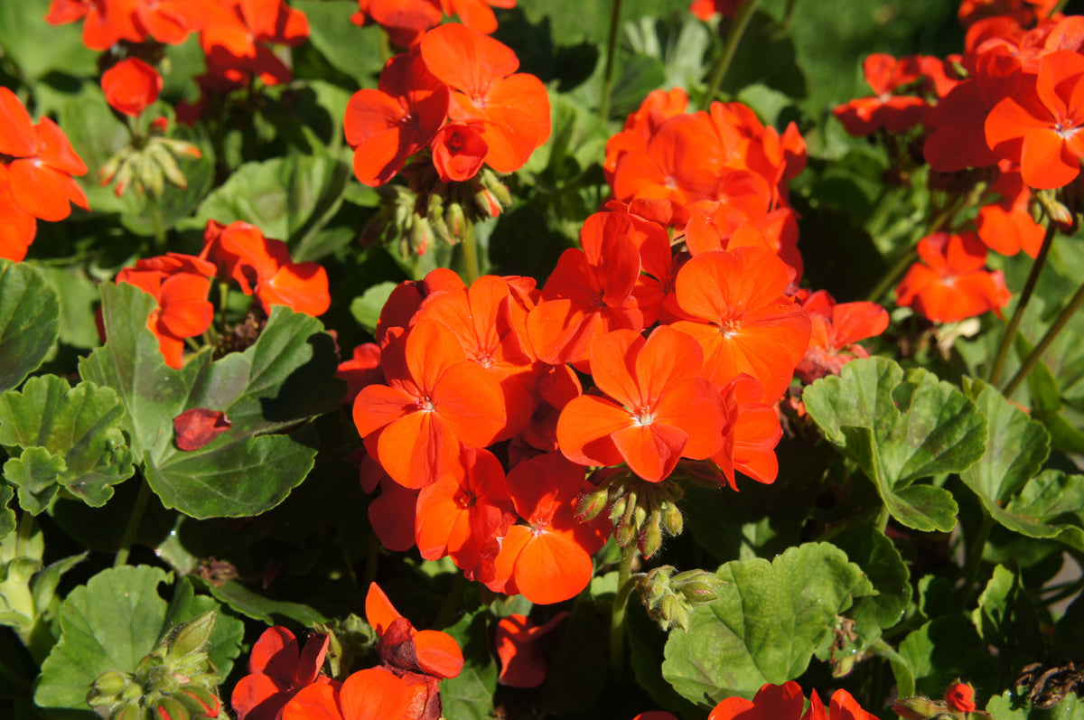 Geranium Orange