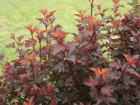 Physocarpus Ginger Wine