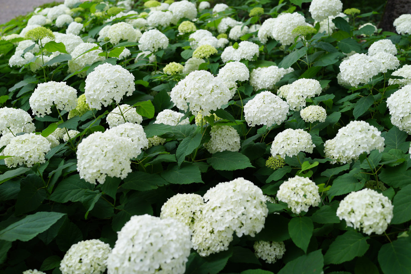 Annabelle Hydrangea - SHERIDAN