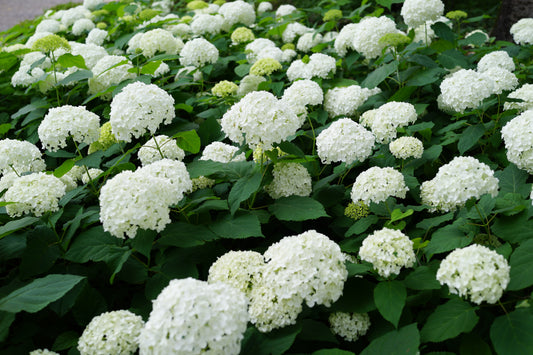 Annabelle Hydrangea - SHERIDAN