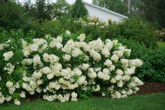 Hydrangea Bobo