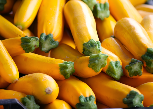 Golden Zucchini Yellow Squash