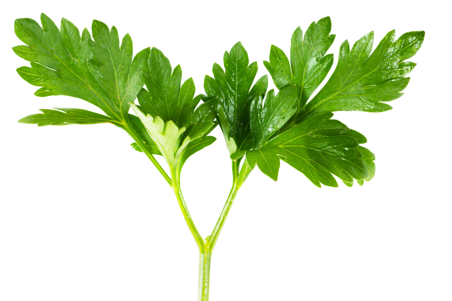 Italian Parsley