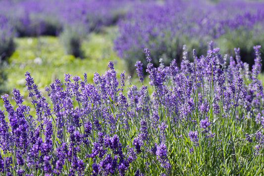 Lavandula ‘Purple Flare’