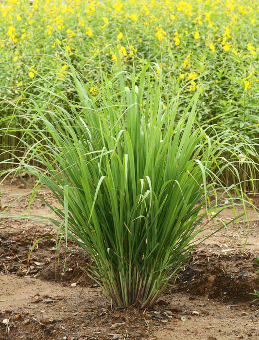 Lemon Grass