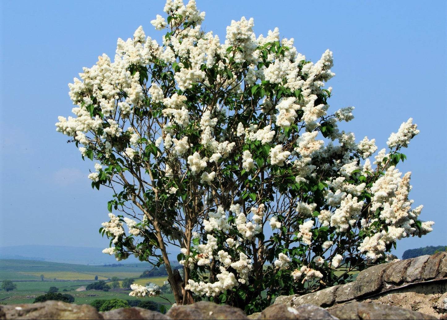 Ivory Silk Japanese Lilac Tree
