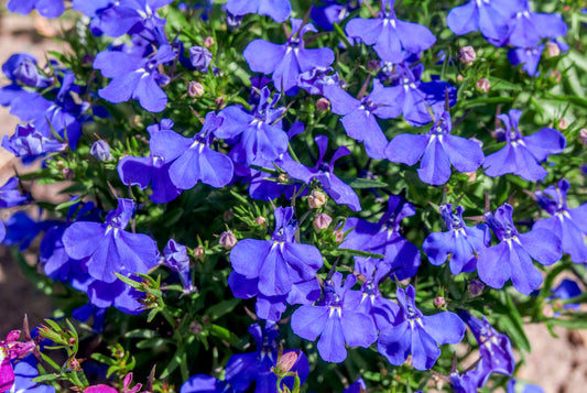 Riviera Midnight Blue Lobelia (Mounding)