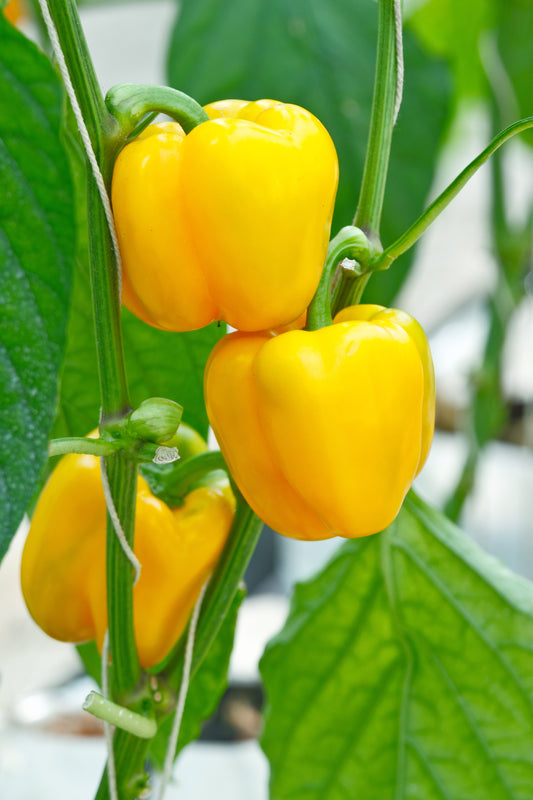 Golden California Pepper