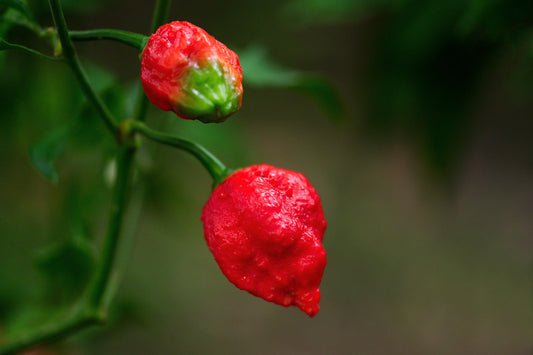 Trinidad Scorpion Pepper