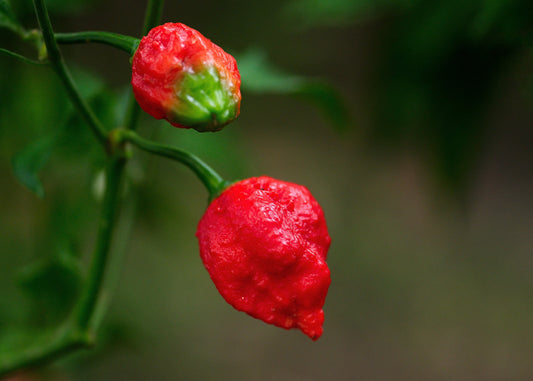 Trinidad Scorpion Hot Pepper