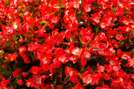 Bronze Leaf Scarlet Begonia