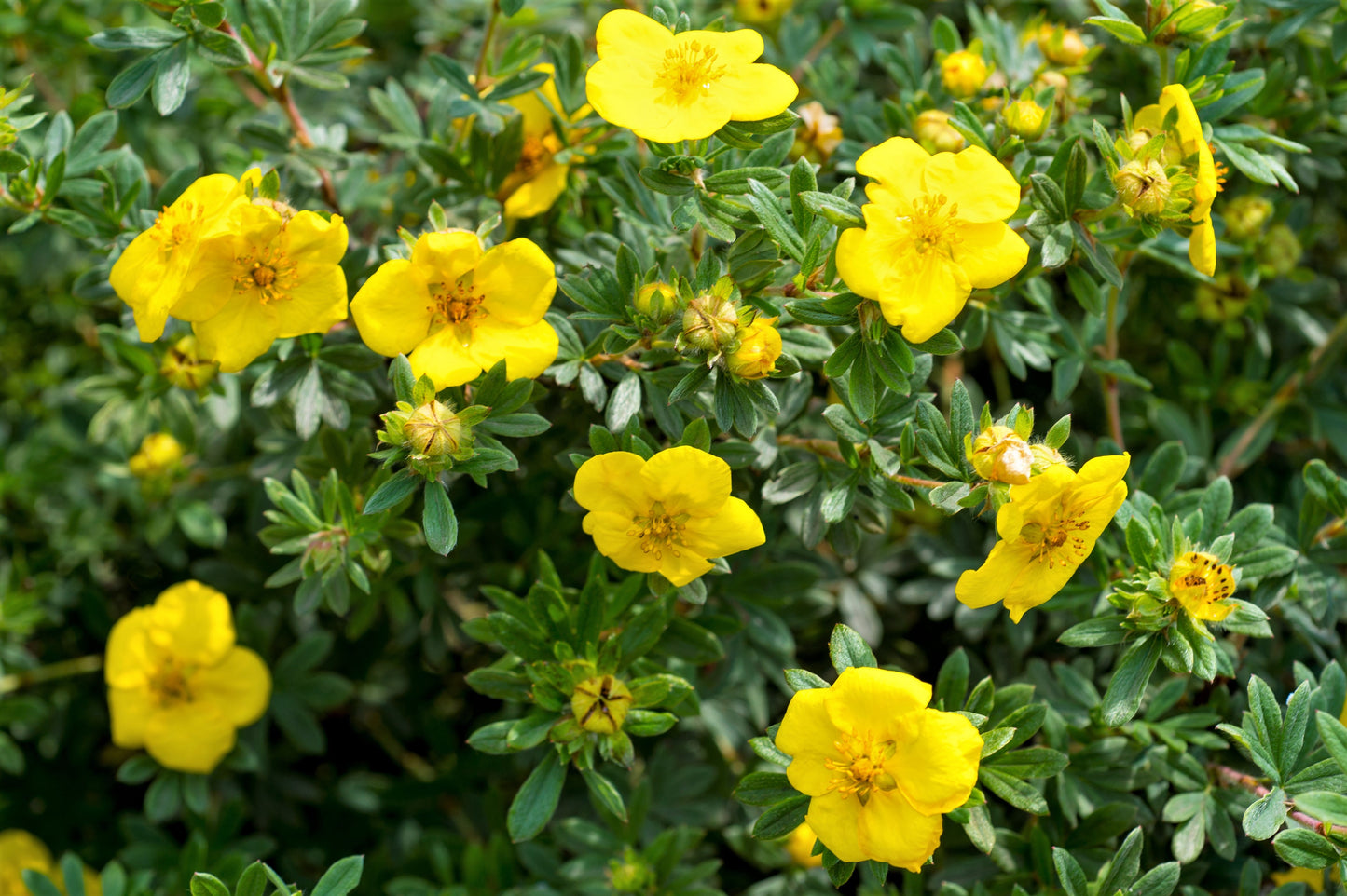 Potentilla Goldfinger