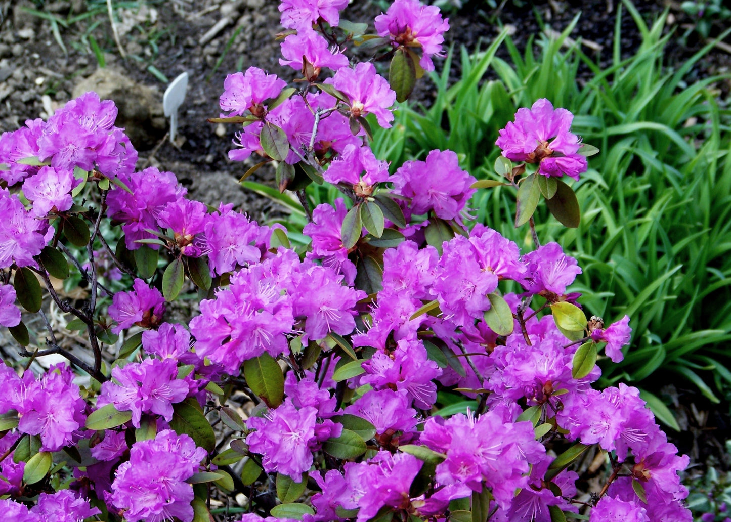 PJM Elite Rhododendron