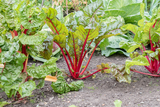 Rhubarb