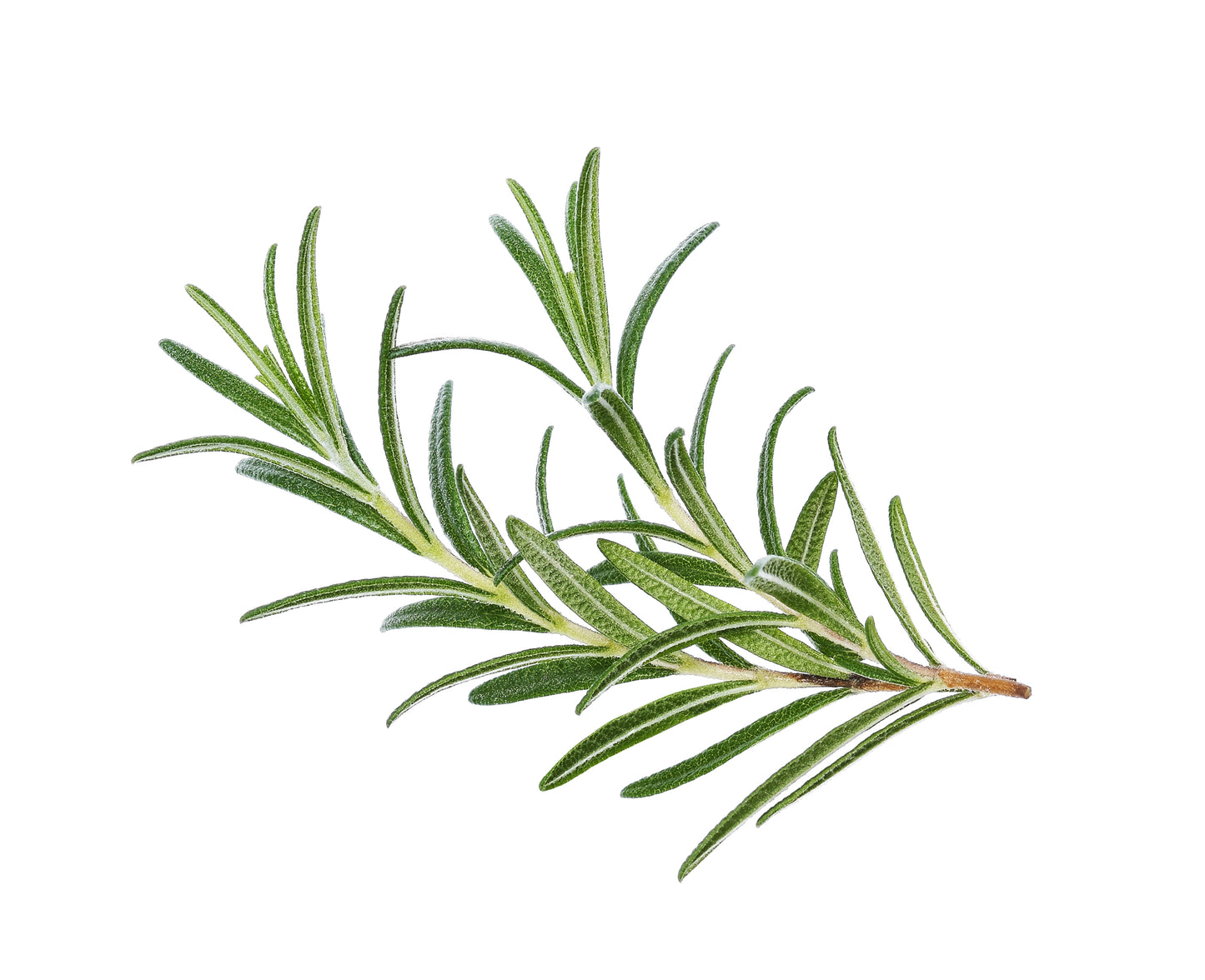 Rosemary