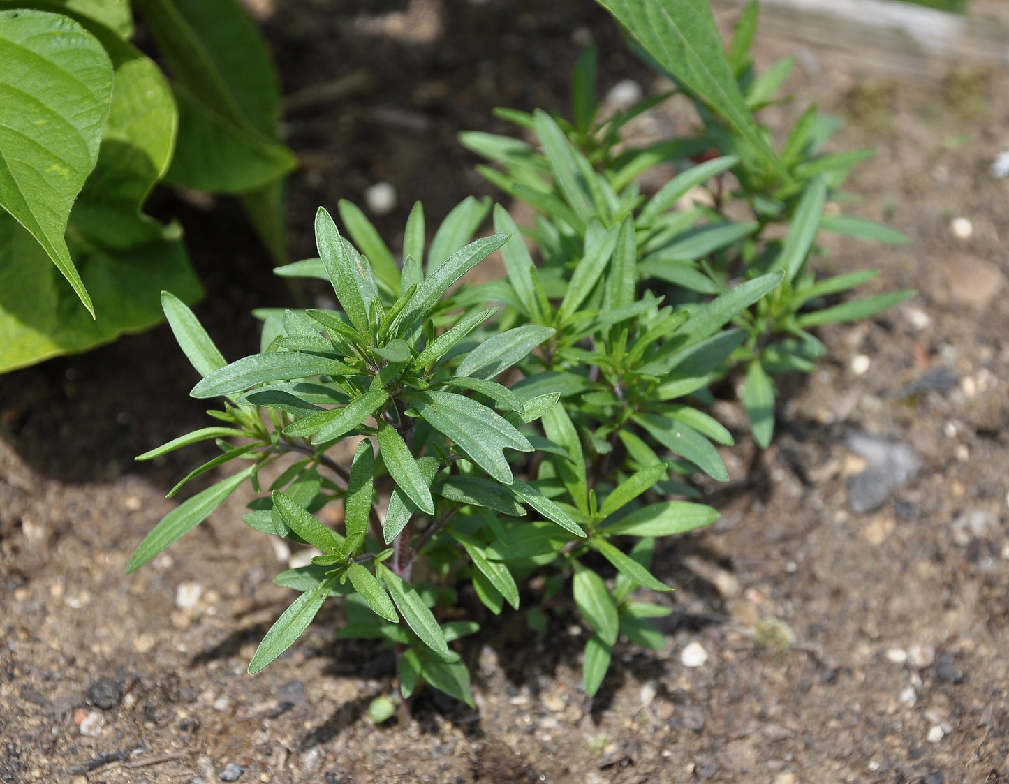 Summer Savory