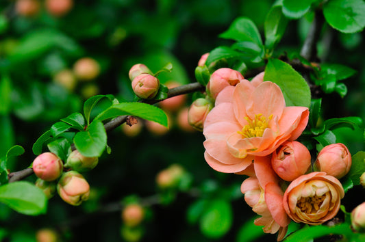 Cameo Flowering Quince