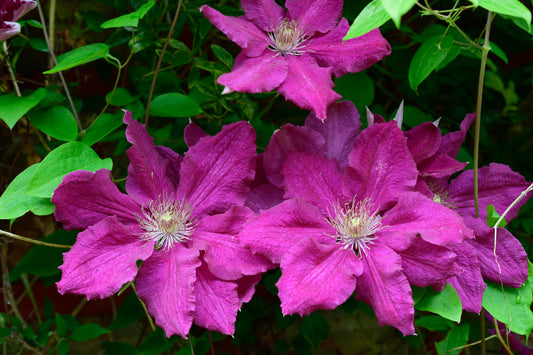 Warsaw Nike Clematis