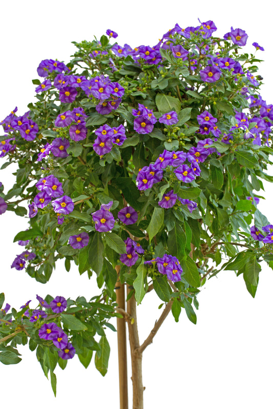 Solanum Jasmine Standard