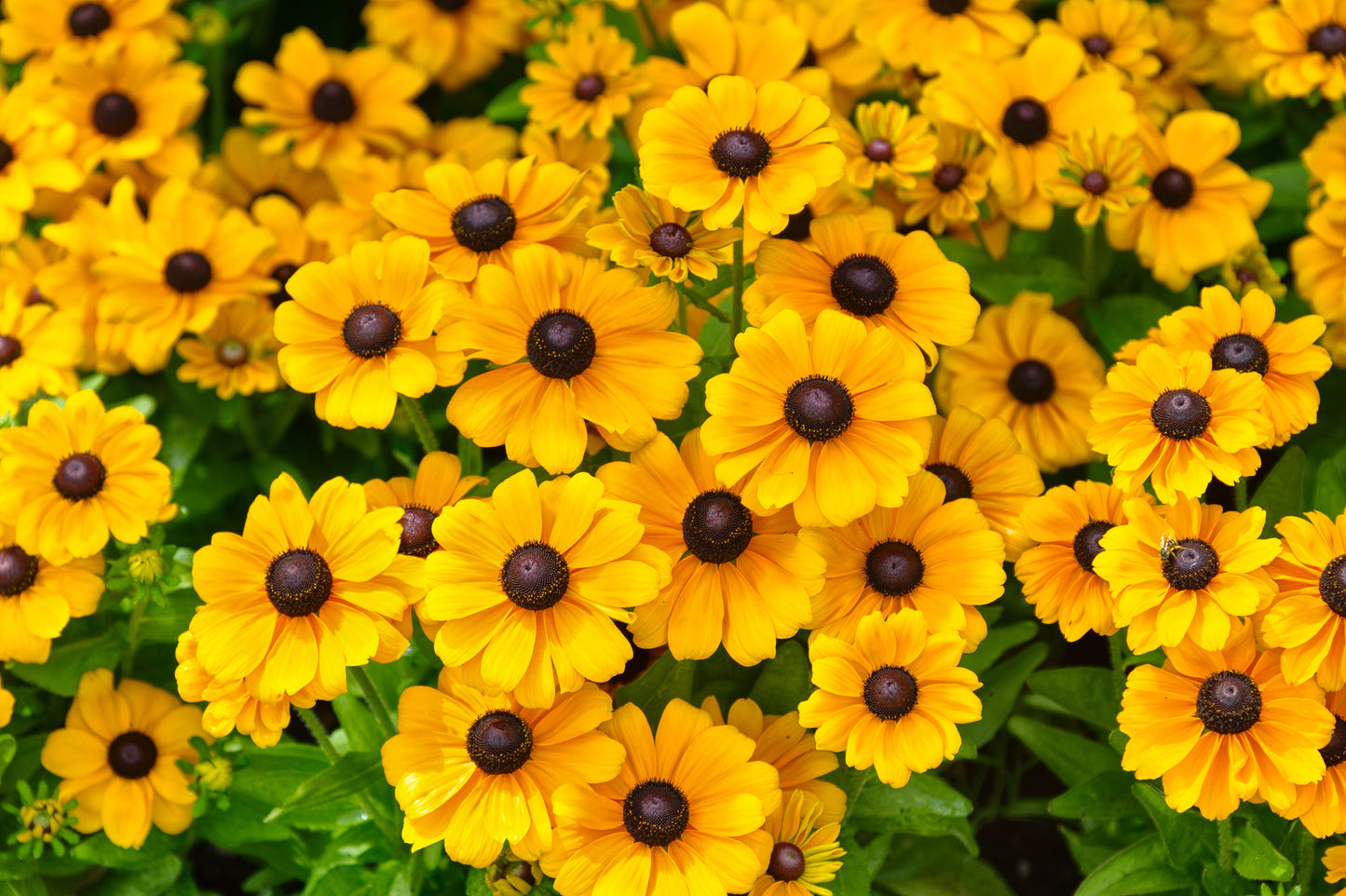 Rudbeckia 'Toto'