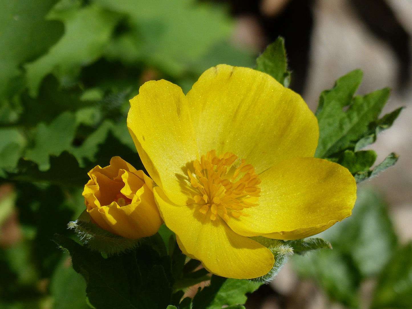 Ontario Natives - Celandine Wood Poppy