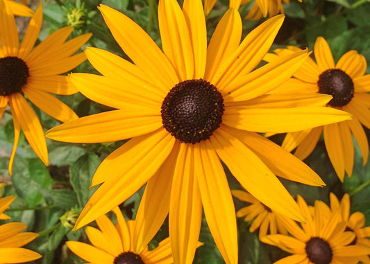 Canadian Beauties - Black-Eyed Susan