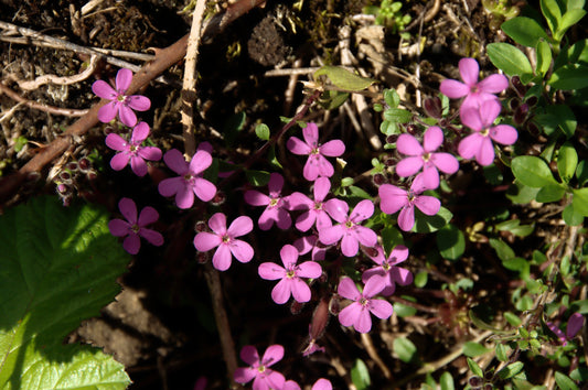 Alpine Balsam
